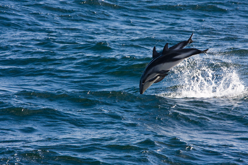 Dusky Doplhins Breaching